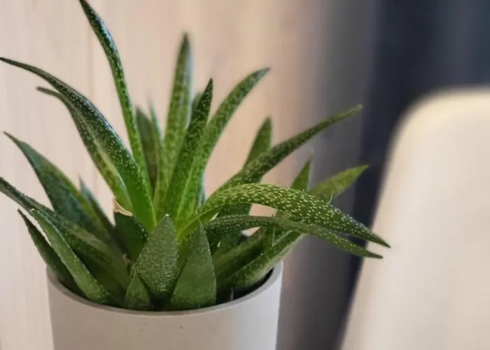 فندق مبيت وإفطار Toskania Goscinne كارفيا